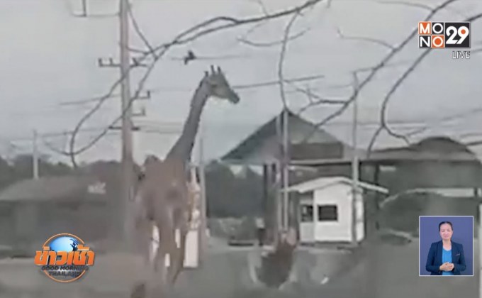 จับยีราฟ 2 ตัว หลุดกลางแยกบางคล้าได้แล้ว
