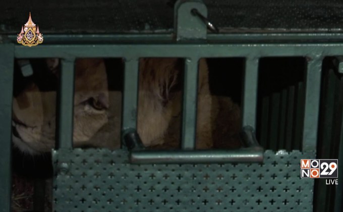 สัตว์จากสวนสัตว์ในฉนวนกาซาถูกขนมายังจอร์แดน