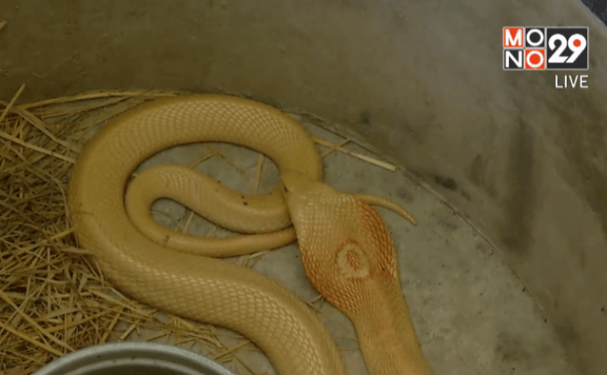 พิจิตรพบงูเห่าเผือกขนาดใหญ่