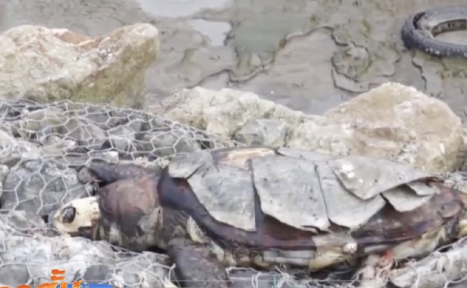 พบซากเต่าตนุตายเกยชายฝั่งสมุทรปราการ
