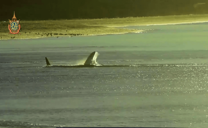 วาฬอพยพในอาร์เจนตินา