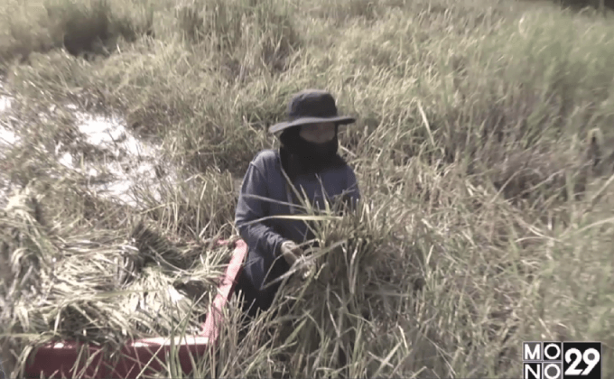 ชาวนาเร่งเกี่ยวข้าวจมอยู่ในน้ำ