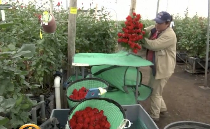 โคลอมเบียเร่งส่งออกดอกไม้ช่วงวันแห่งความรัก