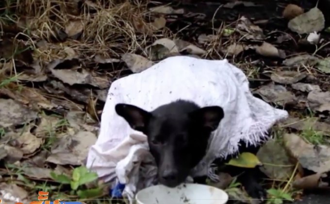 พบสุนัข 5 ตัวถูกยัดใส่กระสอบร้องขอชีวิต จ.ชลบุรี