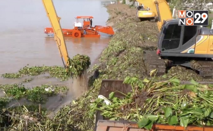 เขื่อนเจ้าพระยาเก็บผักตบชวาขวางทางน้ำคืบหน้ากว่า 90 %