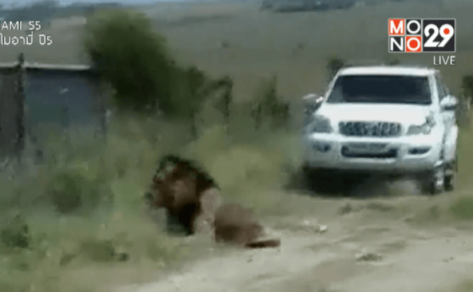 สิงโตหลุดจากอุทยาน ไล่กัดคนในเคนยา