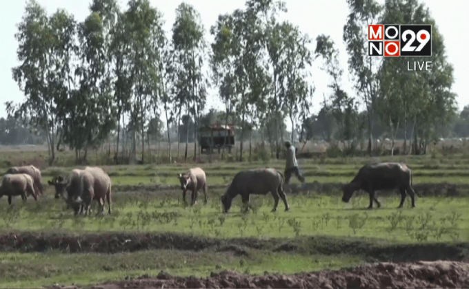 ชาวนาร้องสูบน้ำจากแม่น้ำปิงเข้านาข้าว