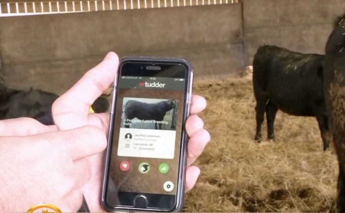 แอปฯ จับคู่วัวสำหรับเกษตรกร