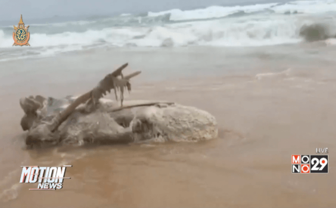 พบซากวาฬเกยตื้น จ.ภูเก็ต