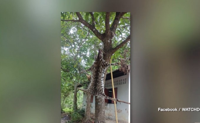 ไล่ออก สั่งขังคุก ทหารล่าแมวดาว