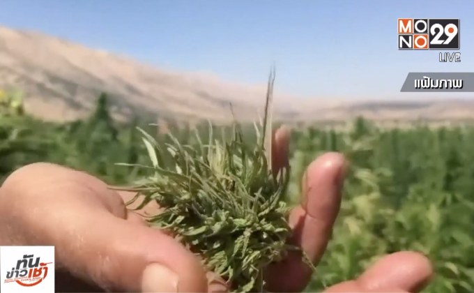 เปิดโมเดลประเทศที่กัญชาถูกกฎหมาย