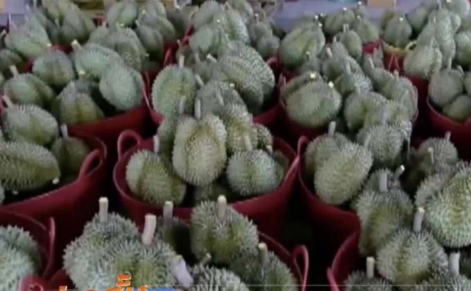 เตรียมหารือจัดระเบียบทุเรียนชุบสารเหลือง