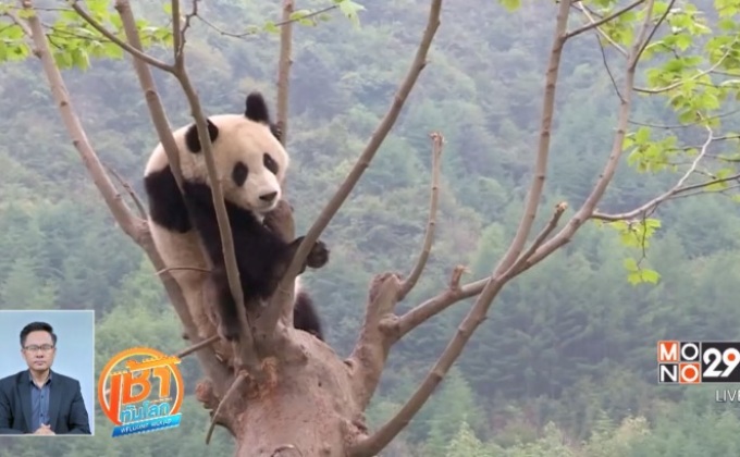 จีนเตรียมเปิดเส้นทางศึกษาแพนด้า