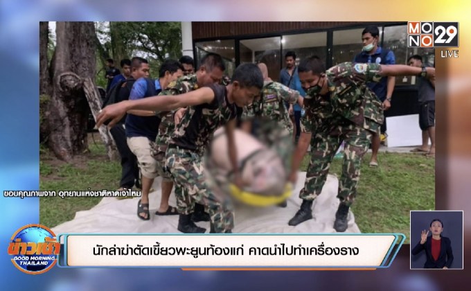 นักล่าฆ่าตัดเขี้ยวพะยูนท้องแก่ คาดนำไปทำเครื่องราง