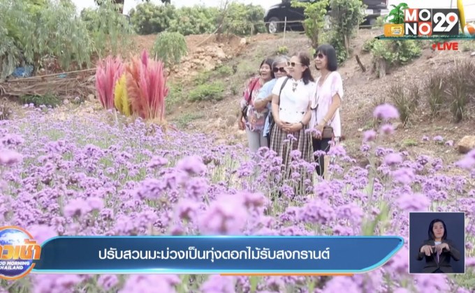 ปรับสวนมะม่วงเป็นทุ่งดอกไม้รับสงกรานต์