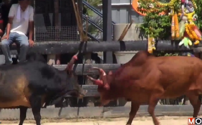 ชนวัวคู่ประวัติศาสตร์ จ.สงขลา