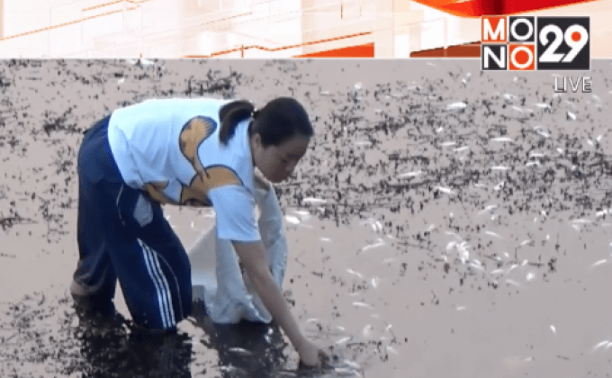 ปลาในแม่น้ำวังตายนับหมื่นตัว