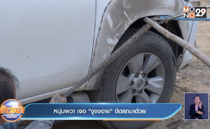 หนุ่มผวา เจอ “งูจงอาง” ติดรถมาด้วย