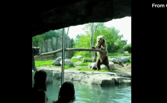 หมีขว้างหินใส่กระจกในสวนสัตว์มินนิโซตา