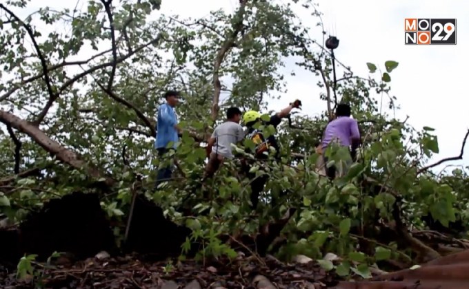 พายุพัดถล่มต้นโพธิ์อายุกว่า 100 ปี ล้มทับบ้าน