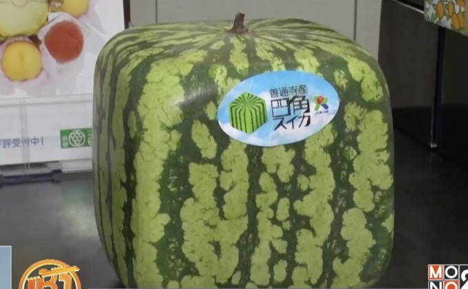 ญี่ปุ่นฮิตแตงโมสี่เหลี่ยม ราคากว่า 5,000 บาท