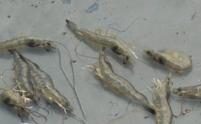 ผู้เลี้ยงกุ้งเรียกร้องรัฐบาลช่วยเหลือราคากุ้งตกต่ำ