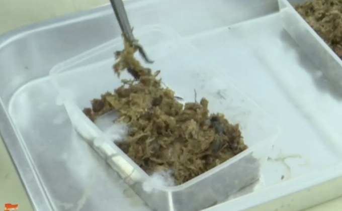 พบ “หนอนตัวแบนนิวกินี” สัตว์รุกรานต่างถิ่น ในไทย