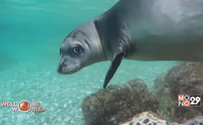 กรีซช่วยลูกแมวน้ำพันธุ์หายาก