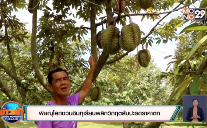 พิษณุโลกชวนชิมทุเรียนพลิกวิกฤตสับปะรดราคาตก