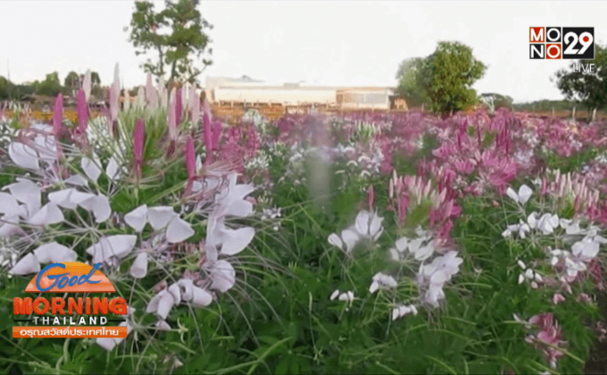 นครพนม พลิกที่นาทำสวนดอกไม้