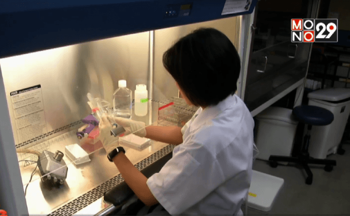 ม.มหิดล สร้างแอนติบอดีพิชิตไข้เลือดออก