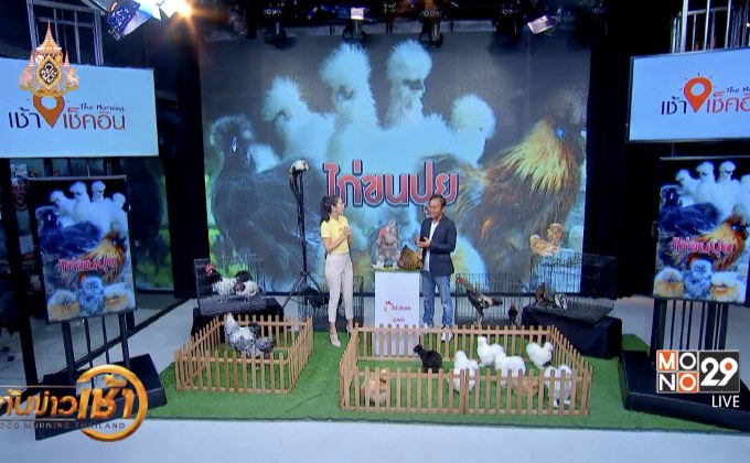 สัตว์ขนปุย ไก่อเมริกันซิลกี้