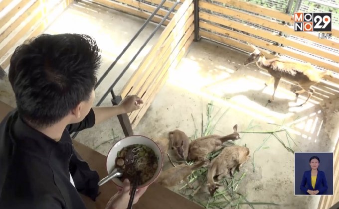 “ร้านก๋วยเตี๋ยวเตาฟืน” กินเตี๋ยวชมกวางฟรี