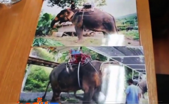 ทวงคืนช้าง “พังโย” ถูกขโมยหาย 14 ปี