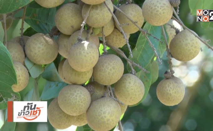 คุยครบกับพบเอก : อนาคตลำไยไทย