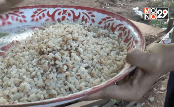 แล้งหนักไข่มดแดงแพง กิโลกรัมละ 1,000 บาท