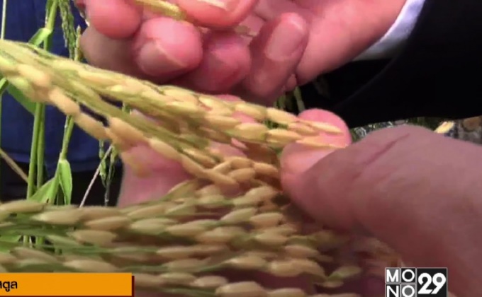 ชาวสตูลอนุรักษ์ข้าวพันธุ์พื้นเมือง ตามรอย “ในหลวง ร.9”