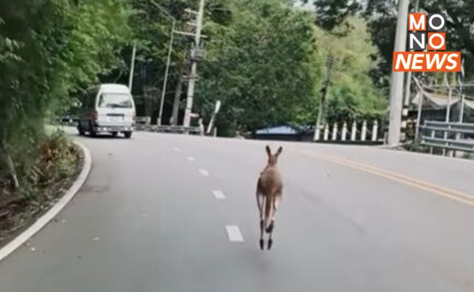 จิงโจ้หลุดสวนสัตว์เชียงใหม่ หนีขึ้นดอยสุเทพ