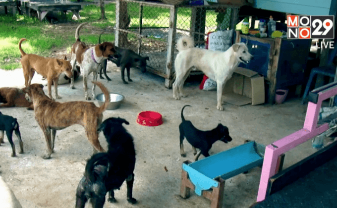 ชะตากรรมของสุนัข กิน ฆ่า ค้าข้ามชาติ ตอน 3