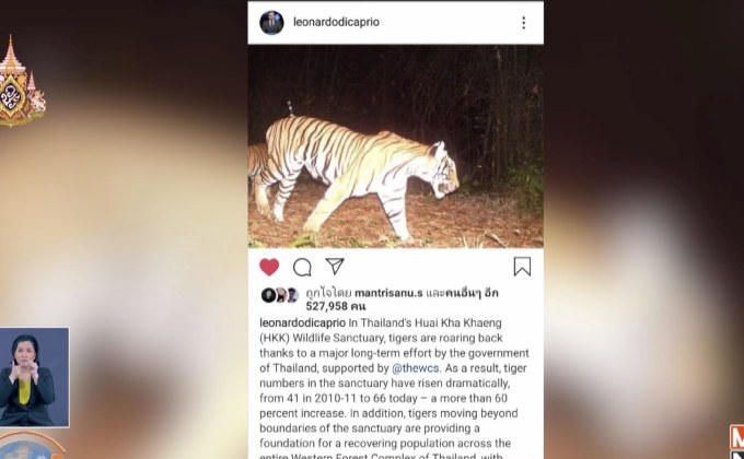 “ลีโอนาร์โด” โพสต์ไอจีขอบคุณเมืองไทย อนุรักษ์เสือโคร่ง