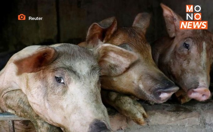 เวียดนาม เฝ้าระวัง “ไข้หูดับ” หลังตัวเลขผู้ป่วยพุ่งไม่หยุด