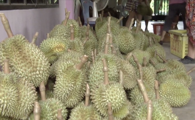 แห่ชิมทุเรียนหมอนทองคลอง 9 ปทุมธานี