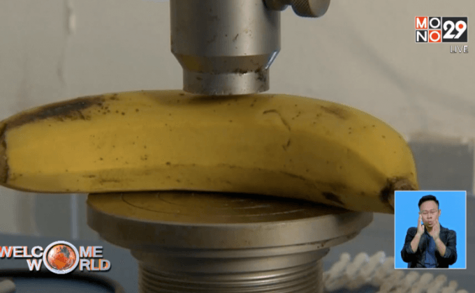 ตัดต่อพันธุกรรมกล้วยให้สุกช้าลง