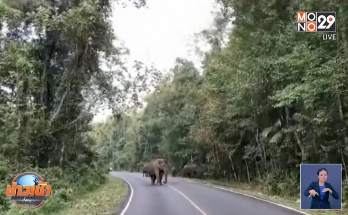 โขลงช้างป่าเขาใหญ่ 50 ตัว อวดโฉม