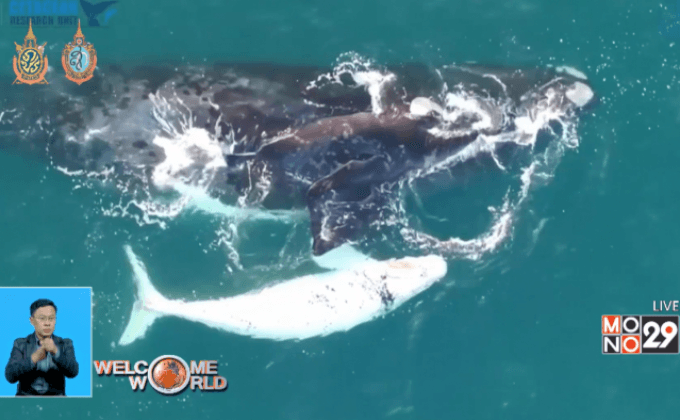 โดรนสำรวจวาฬหายากในออสเตรเลีย