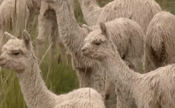 สินค้าขนอัลปากาจากเปรู