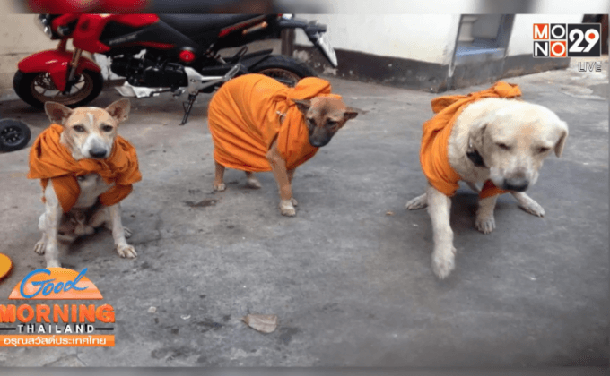 หลวงพ่อสั่งให้เอาจีวรห่มน้องหมาคลายหนาว