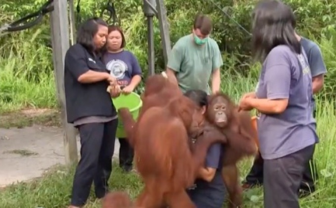 โครงการกลับคืนลิงอุรังอุตังสู่ธรรมชาติ