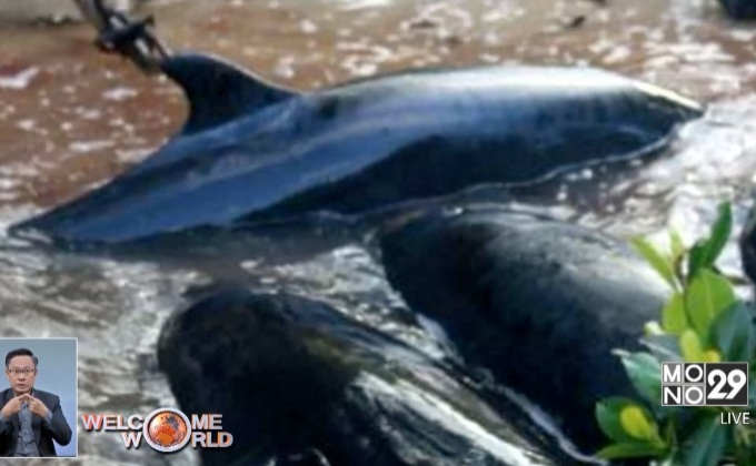 สหรัฐฯ พบวาฬเพชฌฆาตดำตายเกลื่อน 82 ตัว