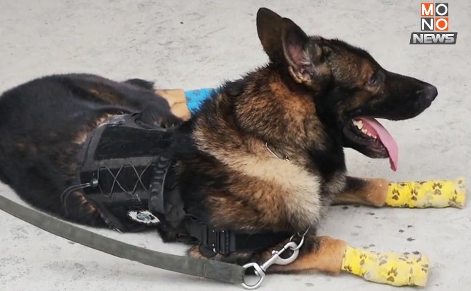 ฮีโร่ 4 ขา “สุนัขตำรวจ K9” ทยอยเข้าพื้นที่ เสริมกำลังภารกิจค้นหาผู้ติดค้างใต้ซากอาคารตึกถล่ม